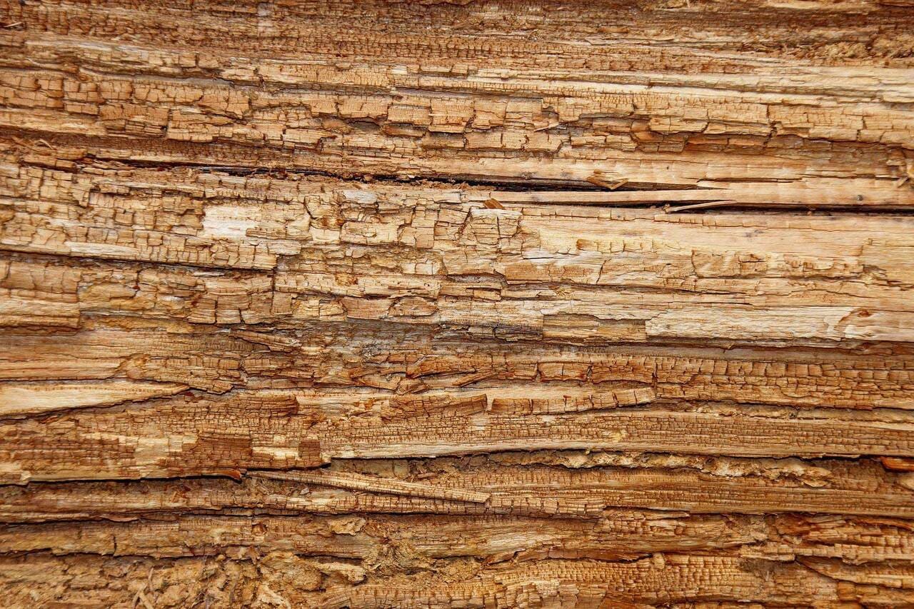 木材腐朽菌イメージ